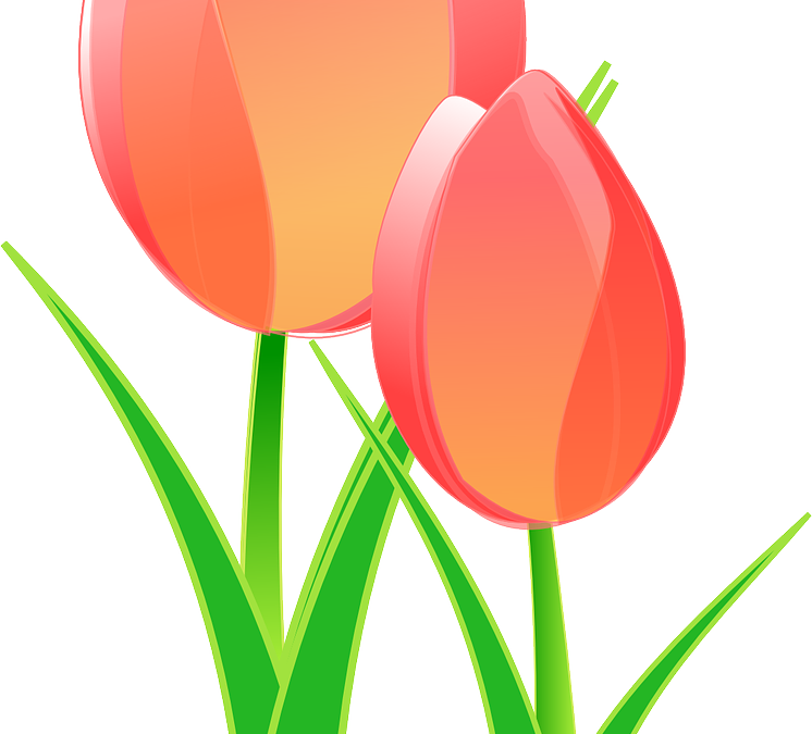 „tulipomania” – o co tak naprawdę chodzi?🧐